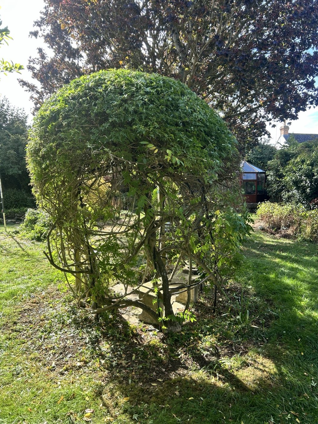 The same shrub neatly shaped after trimming