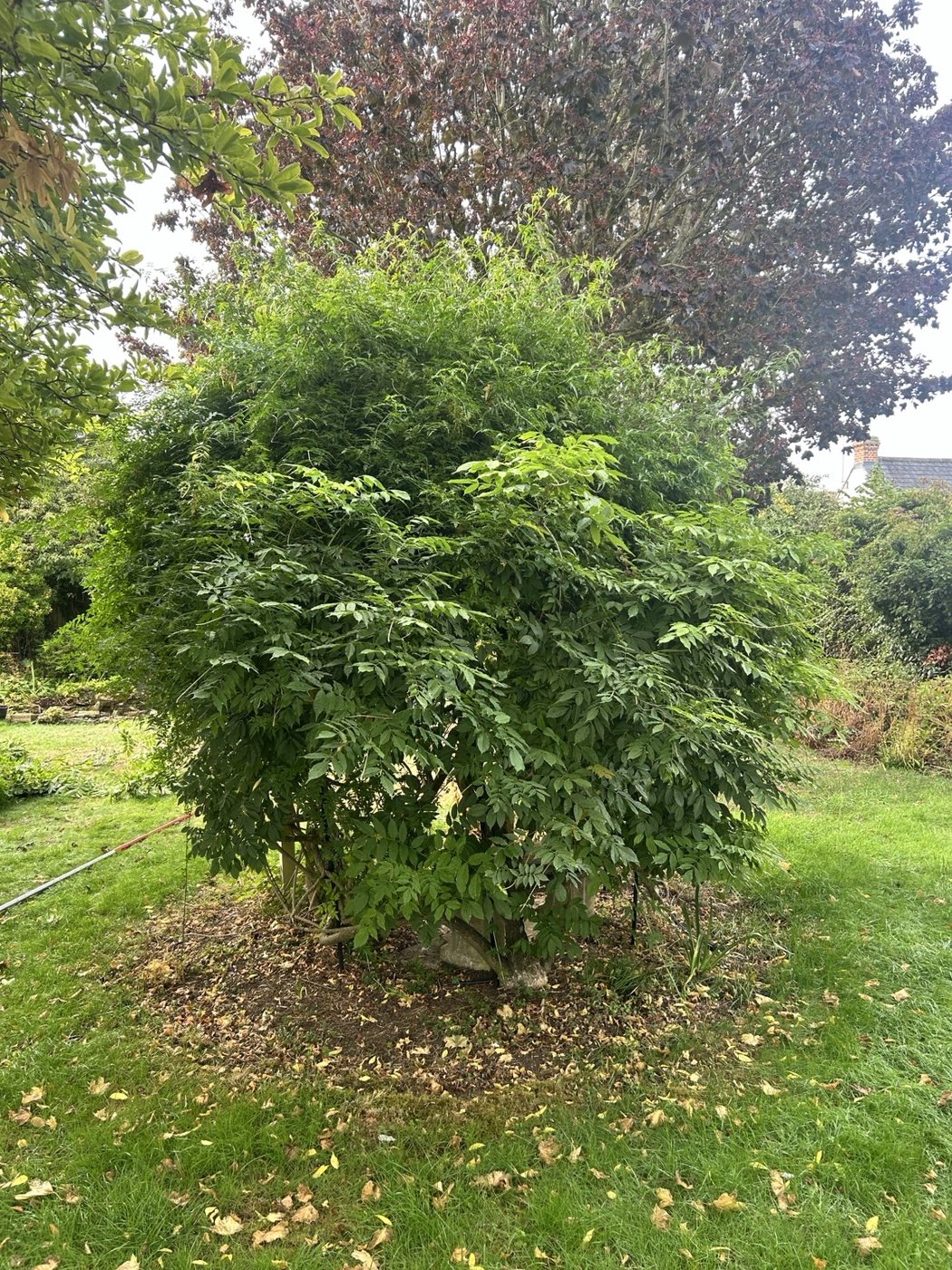 Overgrown shrub before trimming