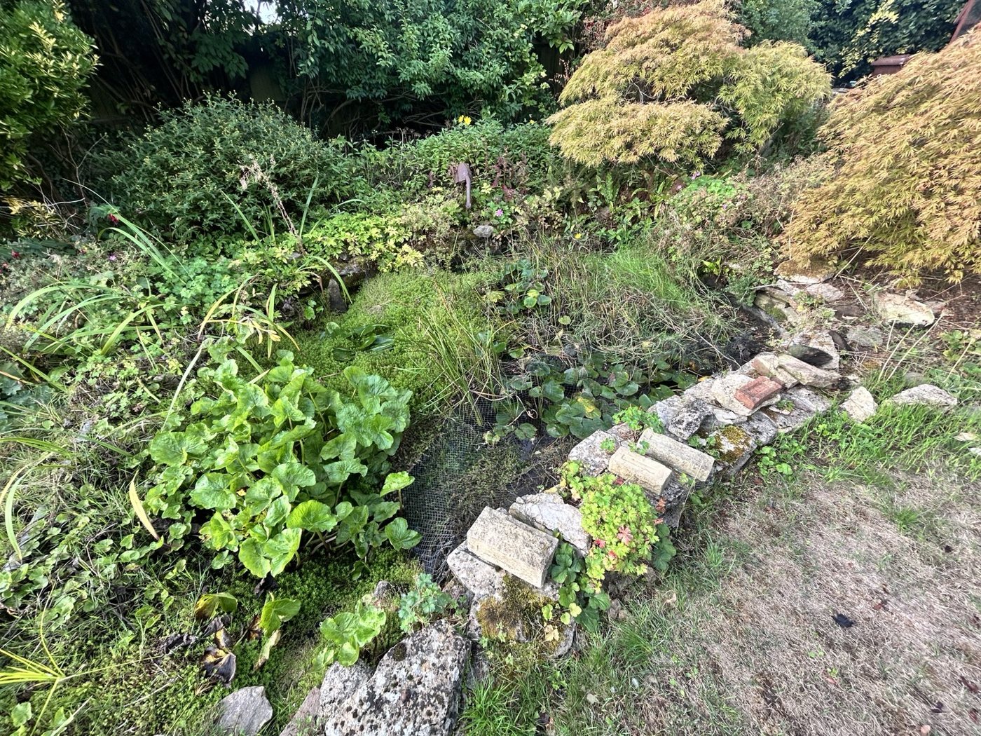 Overgrown pond before clearance