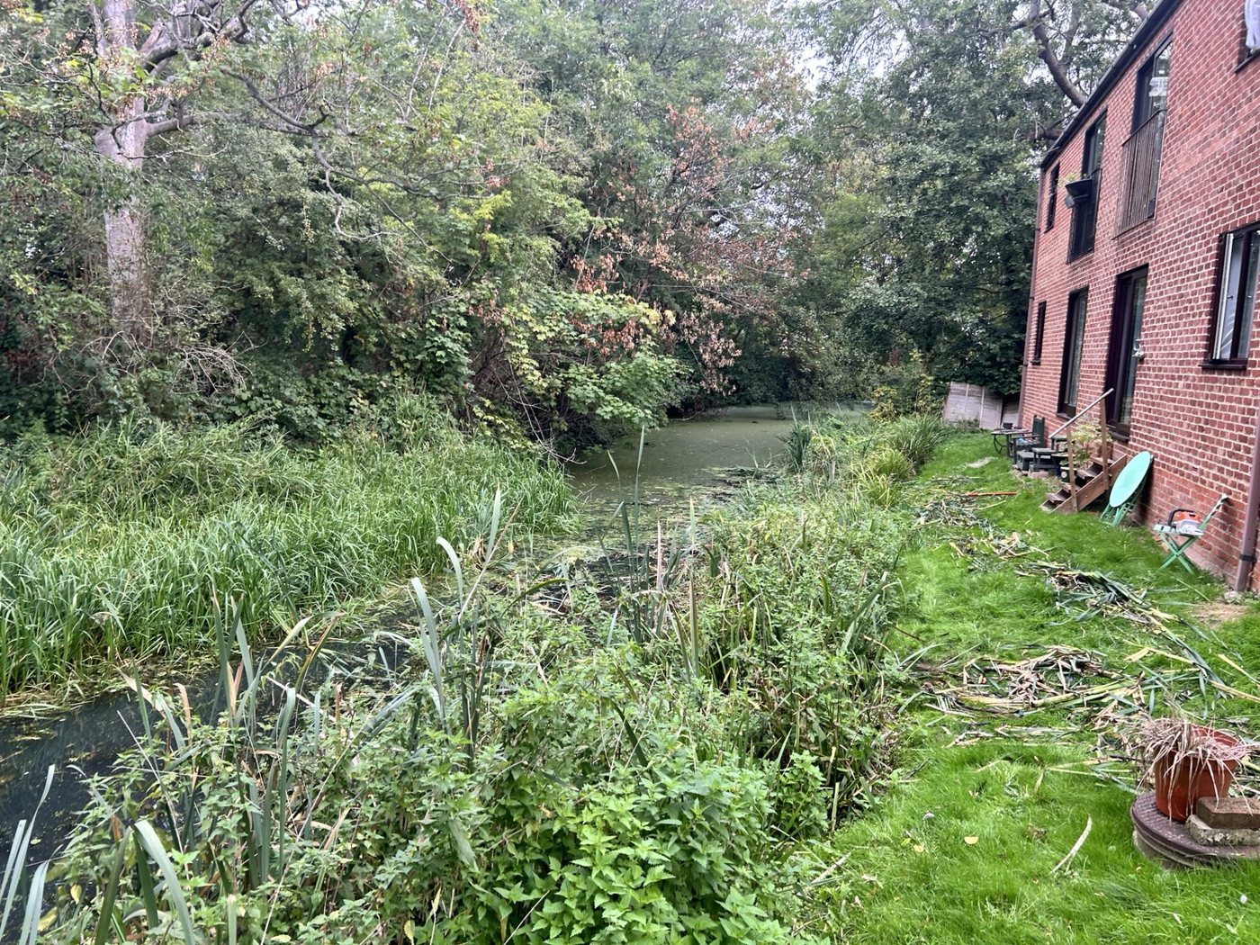 Overgrown stream edge before clearance